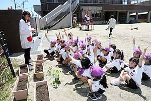 エンゼル畑に野菜の苗を植えました　年長組