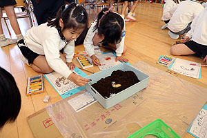 カブトムシの幼虫の観察をしました　B