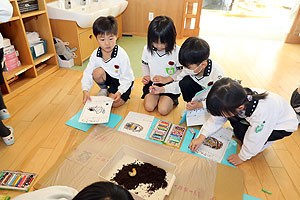 カブトムシの幼虫の観察をしました　B