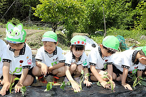 エンゼル自然体験農園で芋苗植え　年長　NO.2