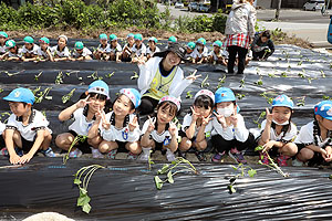 エンゼル自然体験農園で芋苗植え　年長　NO.2