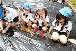 エンゼル自然体験農園で芋苗植え　年長　NO.2