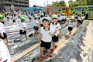 エンゼル自然体験農園で芋苗植え　年長　NO.2