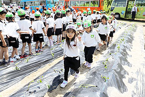 エンゼル自然体験農園で芋苗植え　年長　NO.2