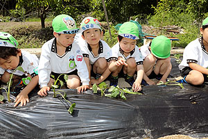 エンゼル自然体験農園で芋苗植え　年長　NO.2