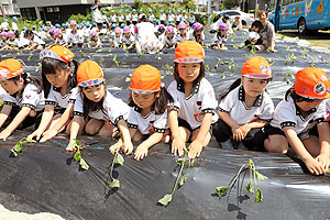 エンゼル自然体験農園で芋苗植え　年長　NO.2