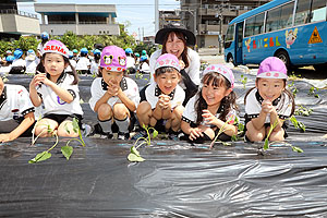 エンゼル自然体験農園で芋苗植え　年長　NO.2