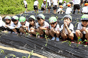 エンゼル自然体験農園で芋苗植え　年長　NO.2