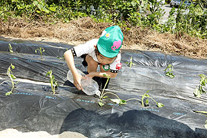 エンゼル自然体験農園で芋苗植え　年長　NO.2