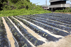 エンゼル自然体験農園で芋苗植え　年長　NO.2