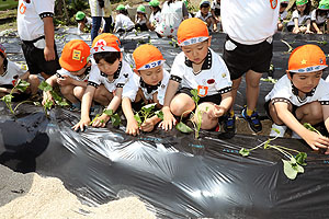 エンゼル自然体験農園で芋苗植え　年長　NO.2