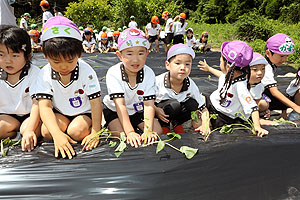 エンゼル自然体験農園で芋苗植え　年長　NO.2