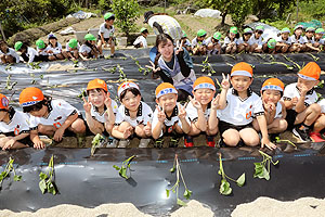 エンゼル自然体験農園で芋苗植え　年長　NO.1