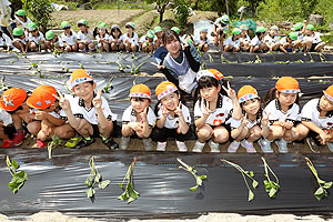 エンゼル自然体験農園で芋苗植え　年長　NO.1