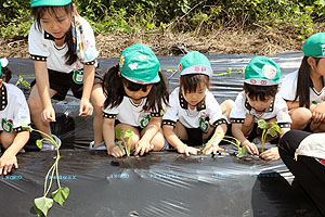 エンゼル自然体験農園で芋苗植え　年長　NO.1