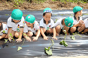 エンゼル自然体験農園で芋苗植え　年長　NO.1