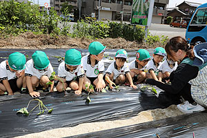 エンゼル自然体験農園で芋苗植え　年長　NO.1