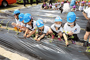 エンゼル自然体験農園で芋苗植え　年長　NO.1