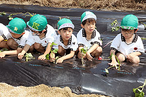 エンゼル自然体験農園で芋苗植え　年長　NO.1