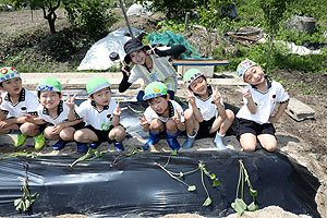 エンゼル自然体験農園で芋苗植え　年長　NO.1