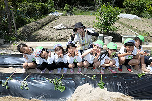 エンゼル自然体験農園で芋苗植え　年長　NO.1