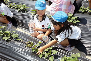 お芋の水やりに出かけました　年長組