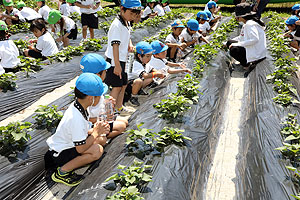 お芋の水やりに出かけました　年長組