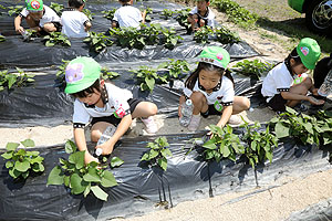 お芋の水やりに出かけました　年長組