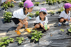 お芋の水やりに出かけました　年長組