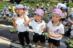 お芋の水やりに出かけました　年長組