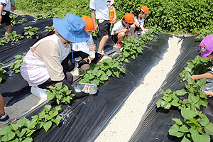 お芋の水やりに出かけました　年長組