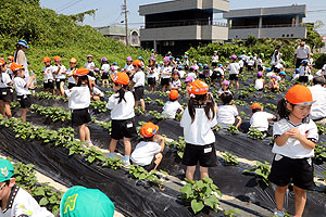 お芋の水やりに出かけました　年長組