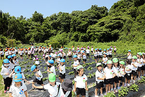 お芋の水やりに出かけました　年長組