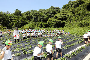 お芋の水やりに出かけました　年長組