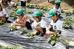 お芋の水やりに出かけました　年長組