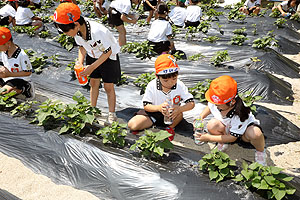 お芋の水やりに出かけました　年長組