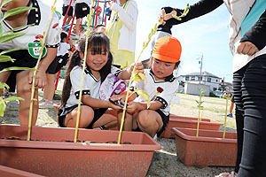 ゴマの収穫をしました　年長組