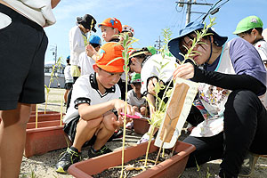 ゴマの収穫をしました　年長組