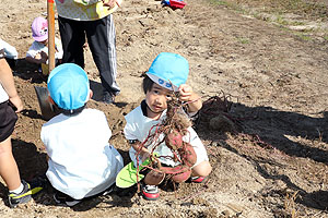 エンゼル自然体験農園でおいもほり　　年中　NO.2