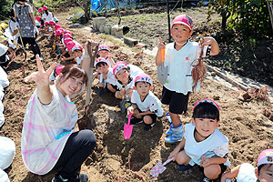 エンゼル自然体験農園でおいもほり　　年中　NO.2