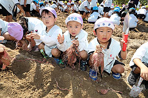 エンゼル自然体験農園でおいもほり　　年中　NO.2