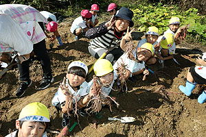 エンゼル自然体験農園でおいもほり　　年中　NO.2