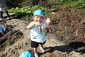 エンゼル自然体験農園でおいもほり　　年中　NO.1