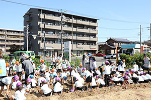 エンゼル自然体験農園でおいもほり　　年長　NO.2