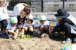 エンゼル畑でおいもほり　年少