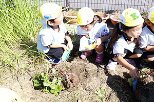 エンゼル畑でおいもほり　年少