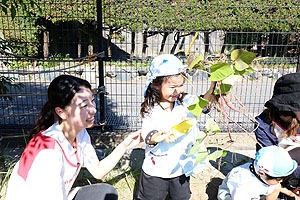 エンゼル畑でおいもほり　年少