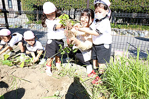 エンゼル畑でおいもほり　年少