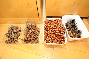 どんぐりを使ってリースを作りました　きりん