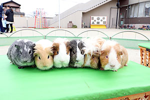 ふれあい動物園　たのしかったね　年少組